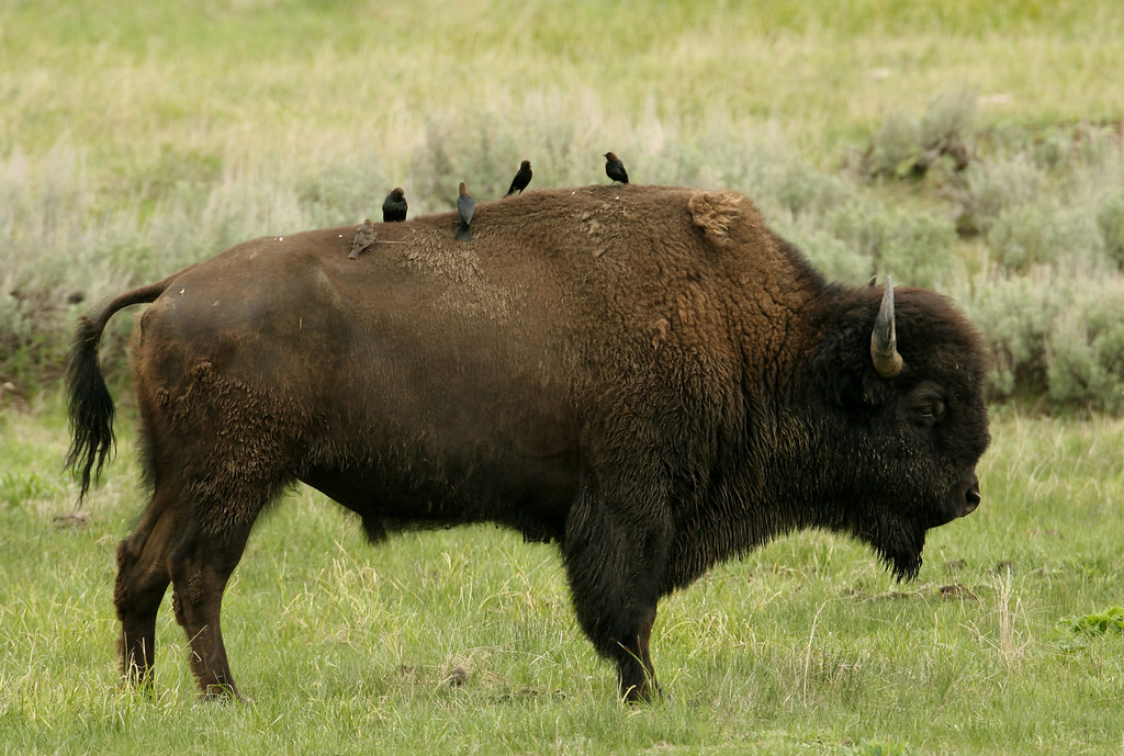 cow bull bison