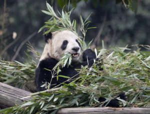 panda calgary