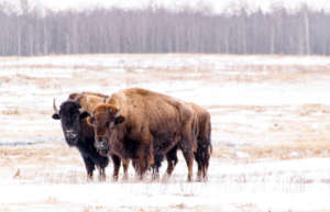 bison hiver